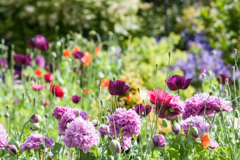 Cambridge University Botanic Garden