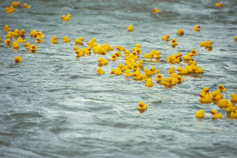 Duck Race