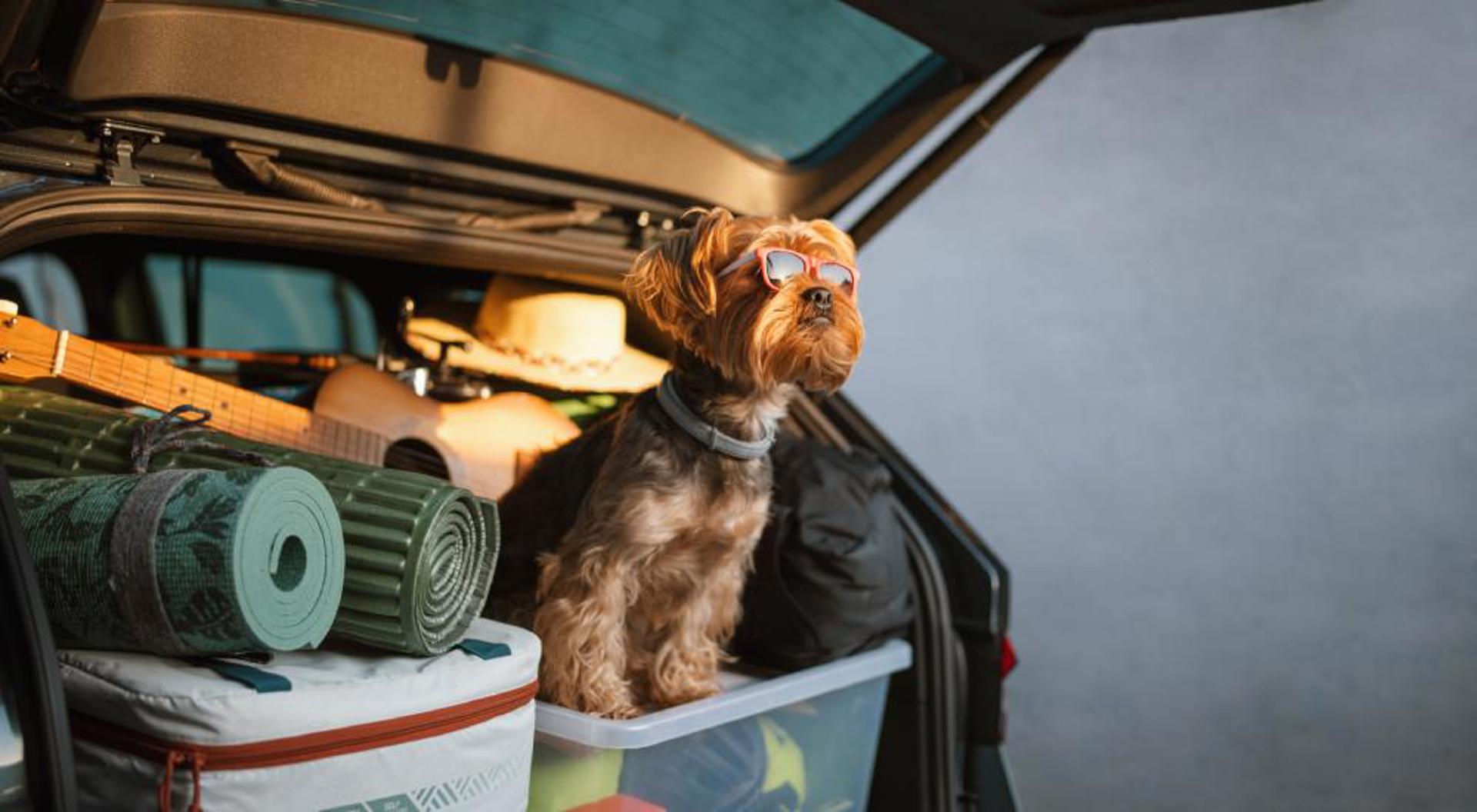 Top tips for travelling with your pet
