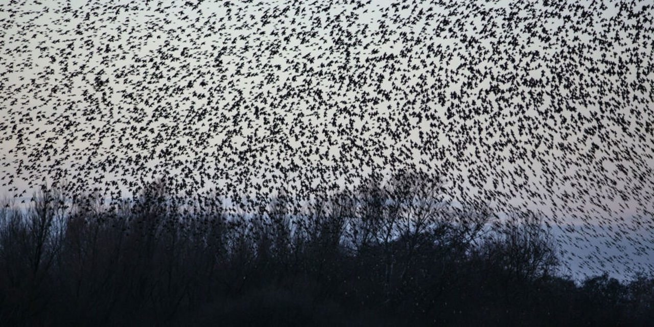 Starlings Winter Sky Dance