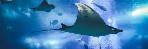 Aquarium