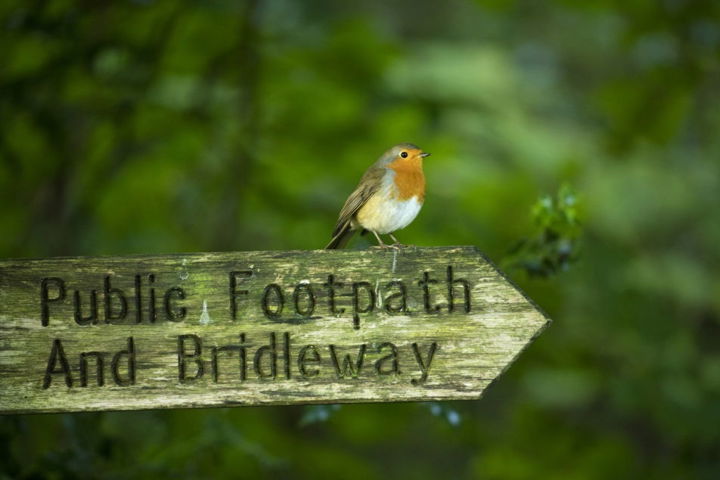 Robin On Bridleway