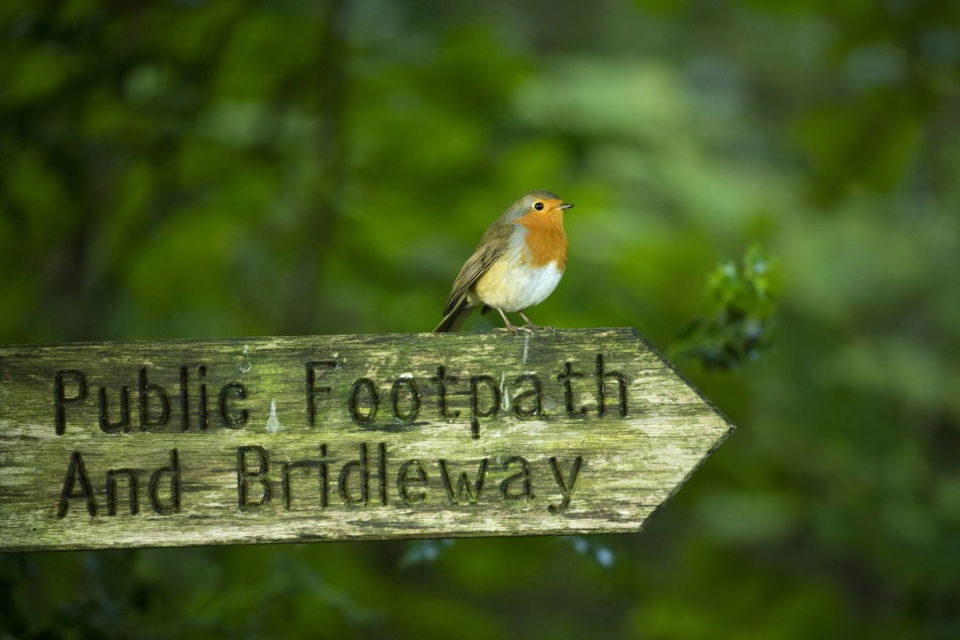 Robin On Bridleway