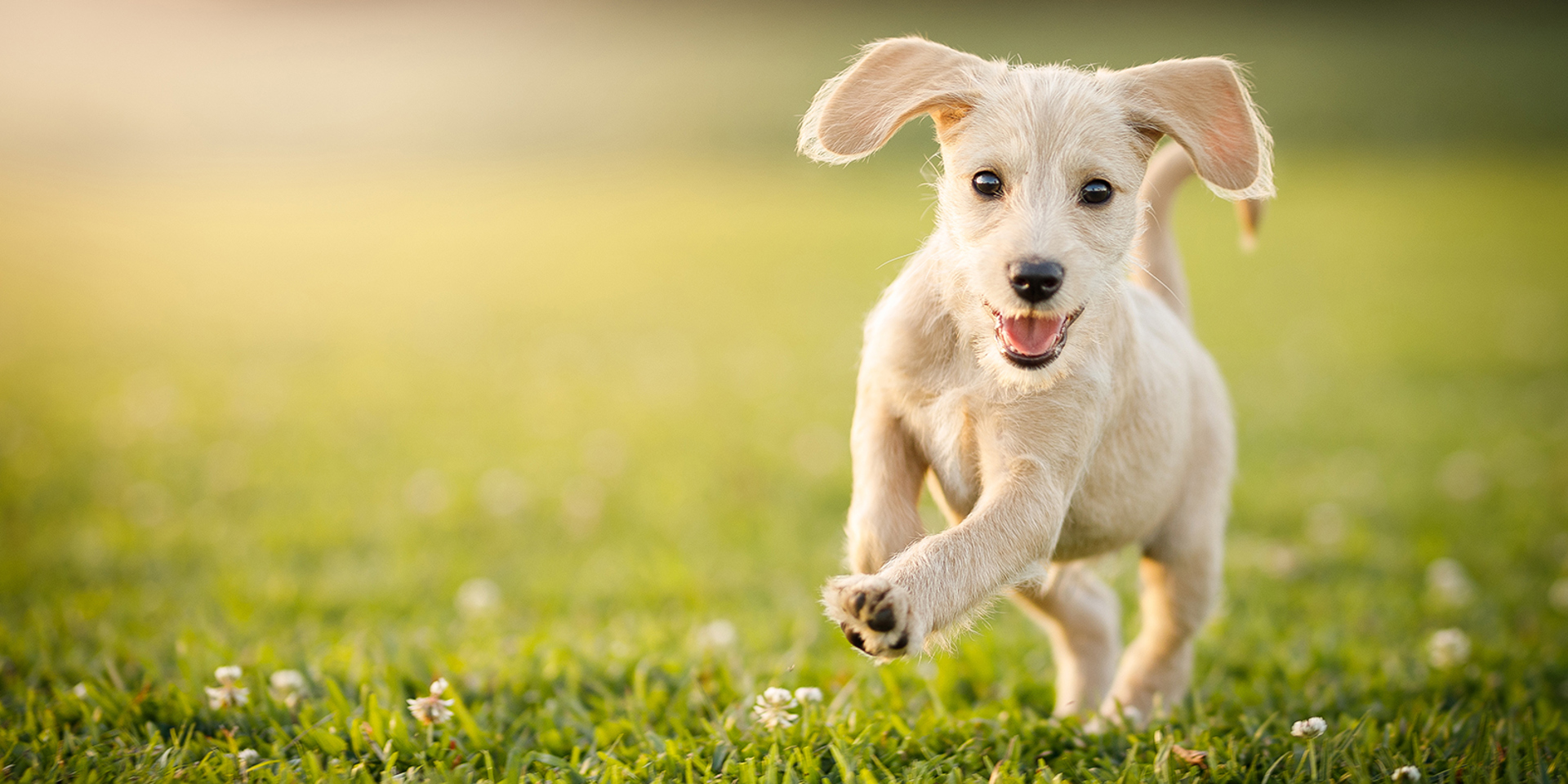 6 must-visit dog events in Great Britain
