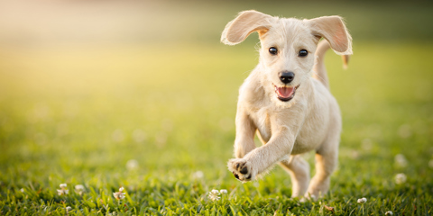 Header Image Dog Events