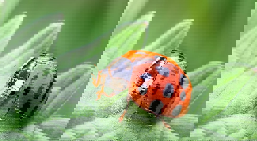 Lady Bird