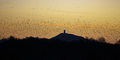 Starlings Winter Sky Dance Postcard Header