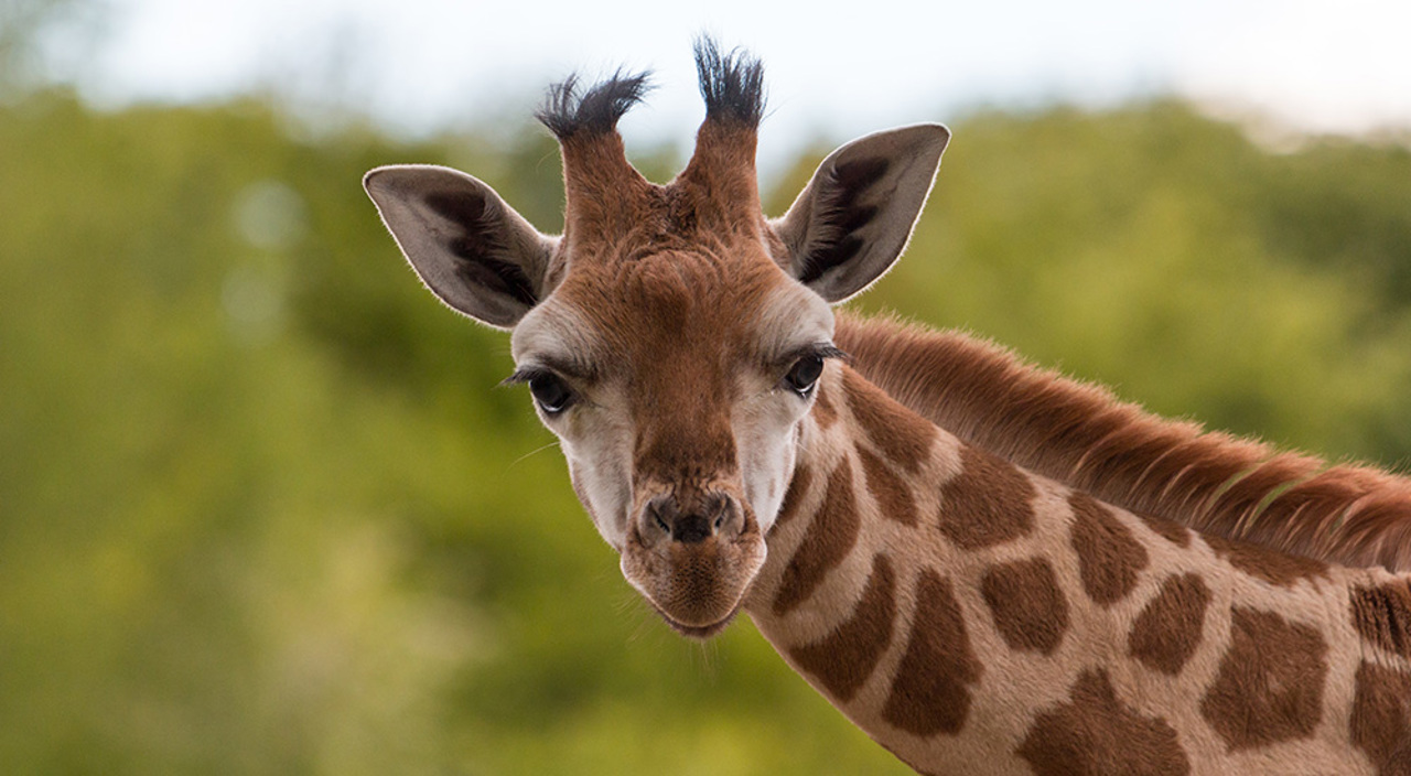 Zoo