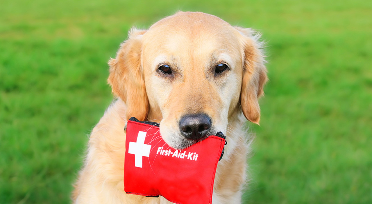 Dog First Aid Kit