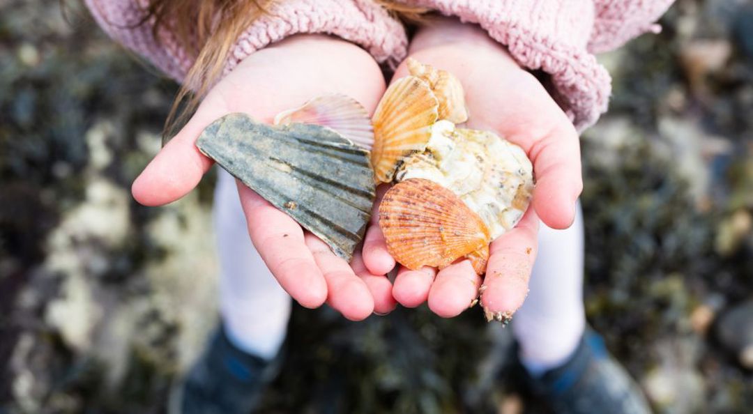 Rock Pooling