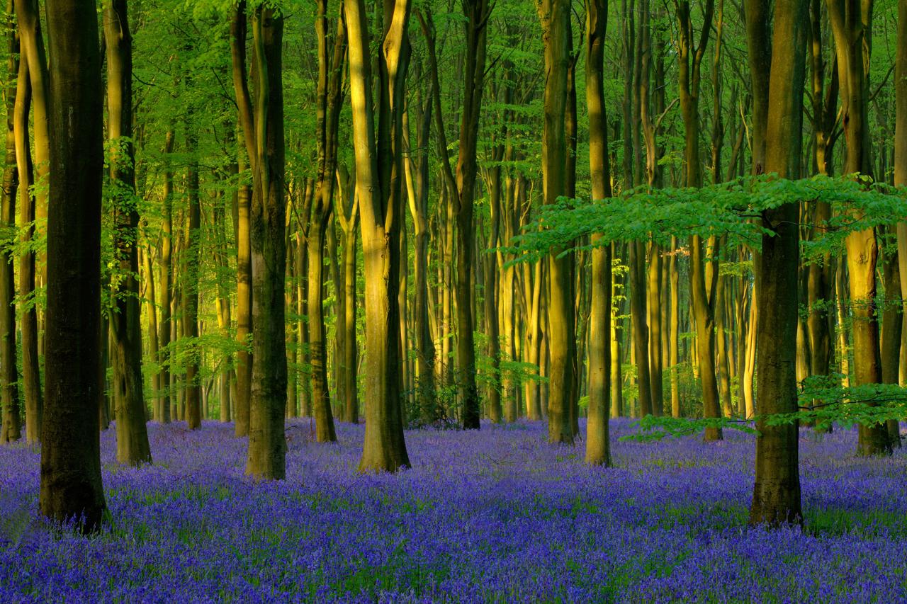 Micheldever Forest Winchester
