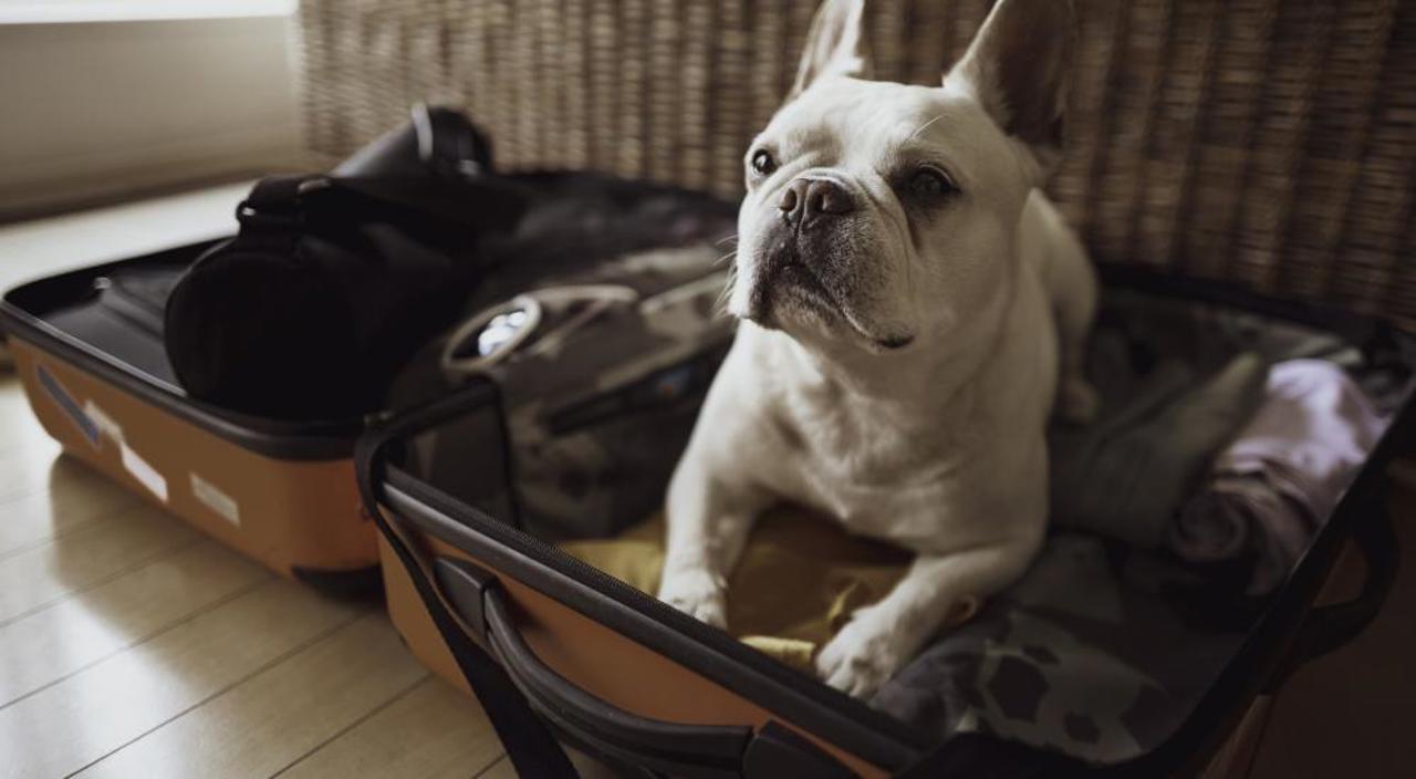 Dog In A Bed