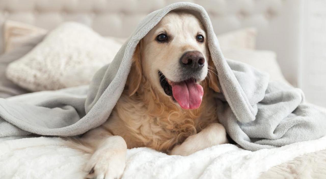 Dog In A Bed, Under The Cover