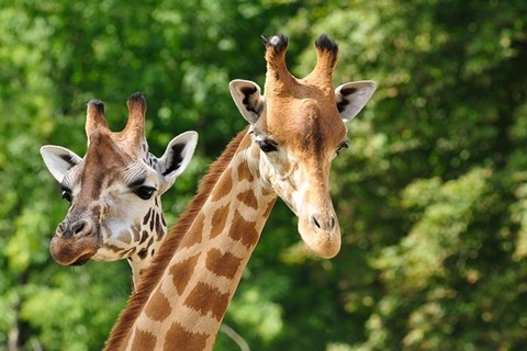 Attractions And Event Packages