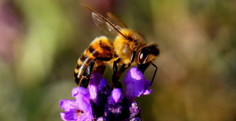 Bee Lavender Insect Nature Header Image