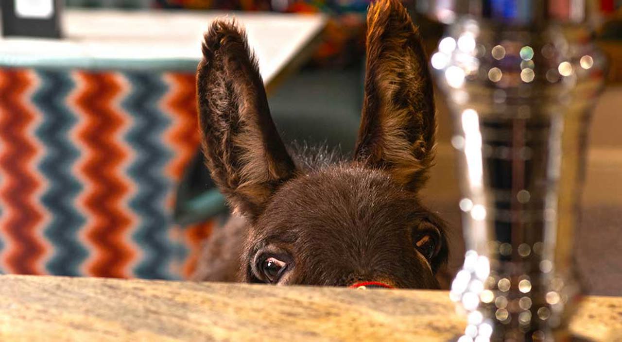 Mount P Donkey