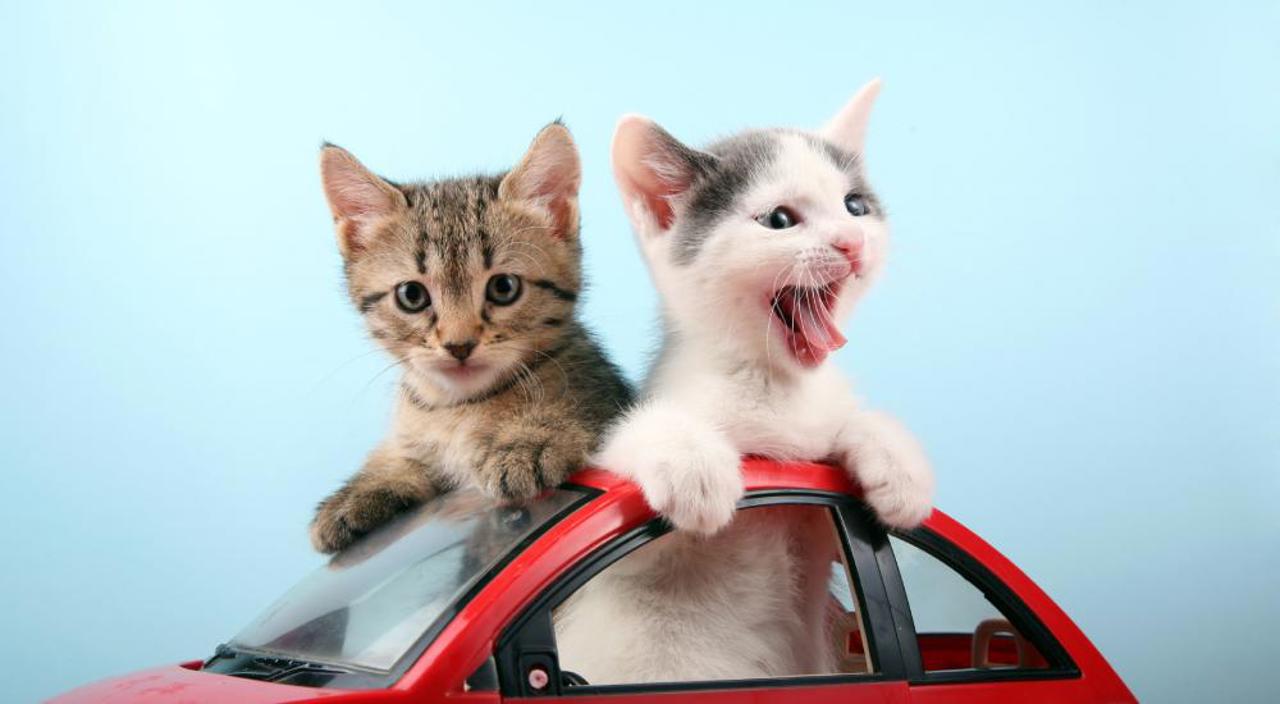 Travel With Your Pet