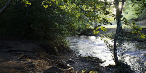 Fingle Woods