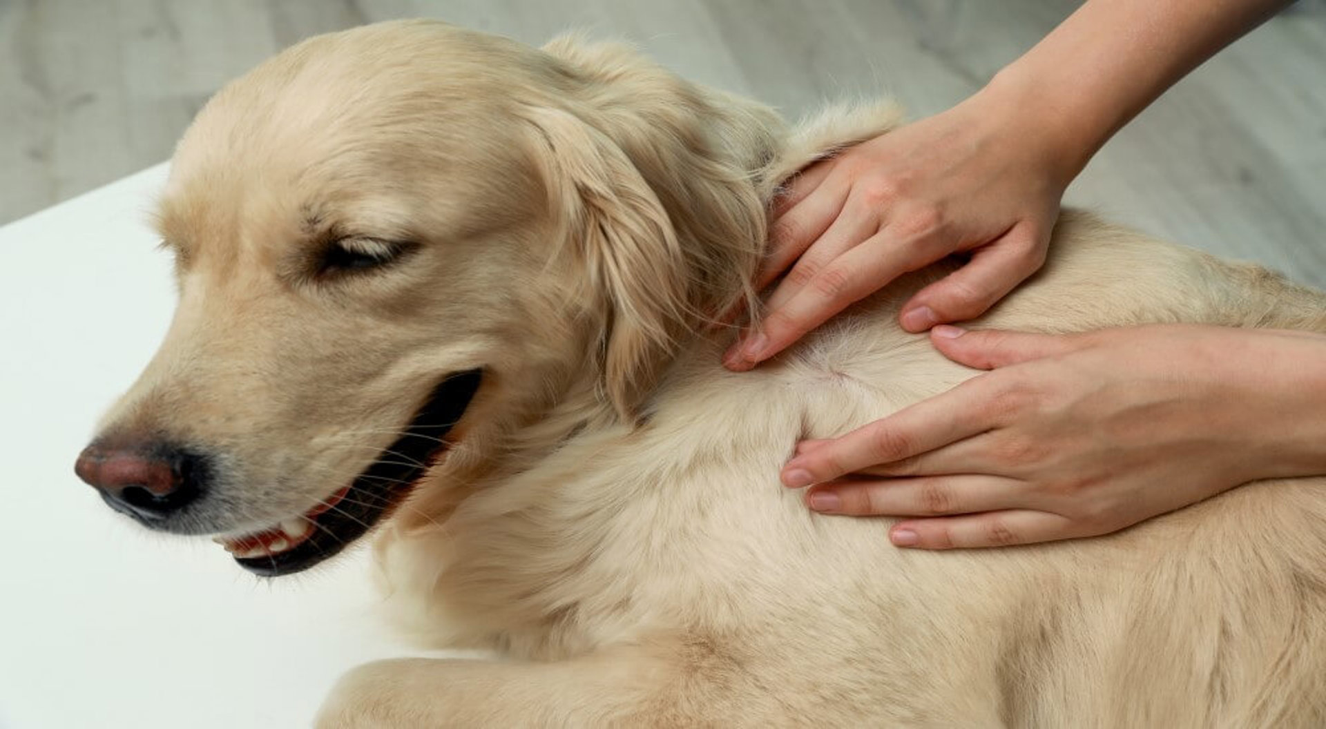 Pet Friendly Hotels