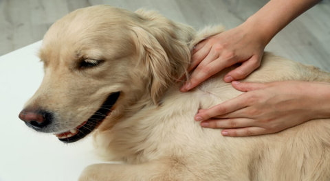 Pet Friendly Hotels
