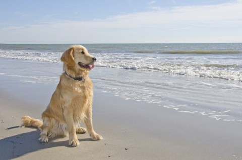 Beach Dog