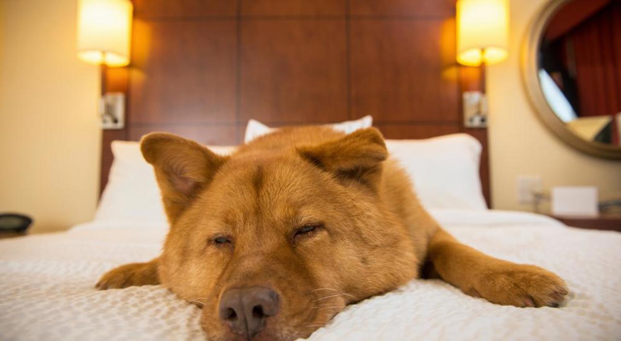 Travel Pets 5