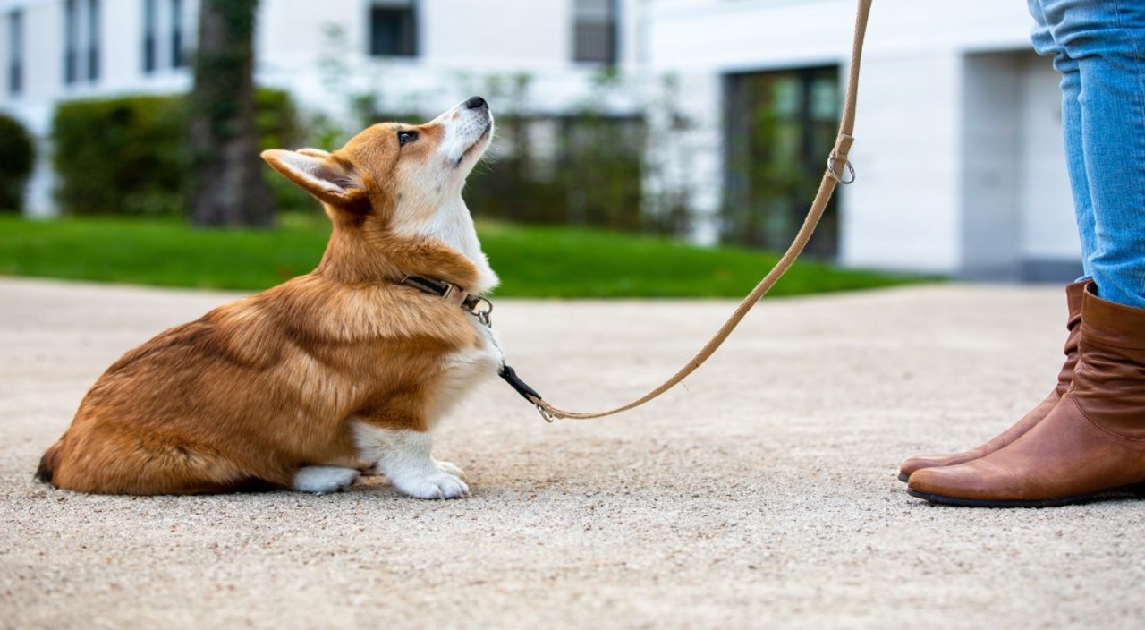Dog Musuem