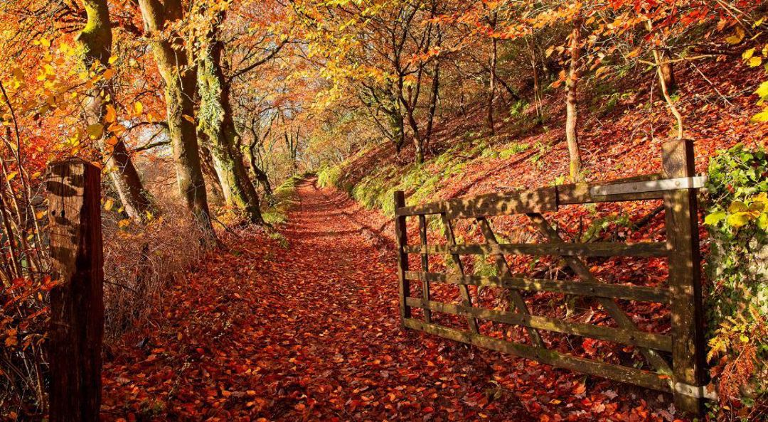 Leaf Peeping