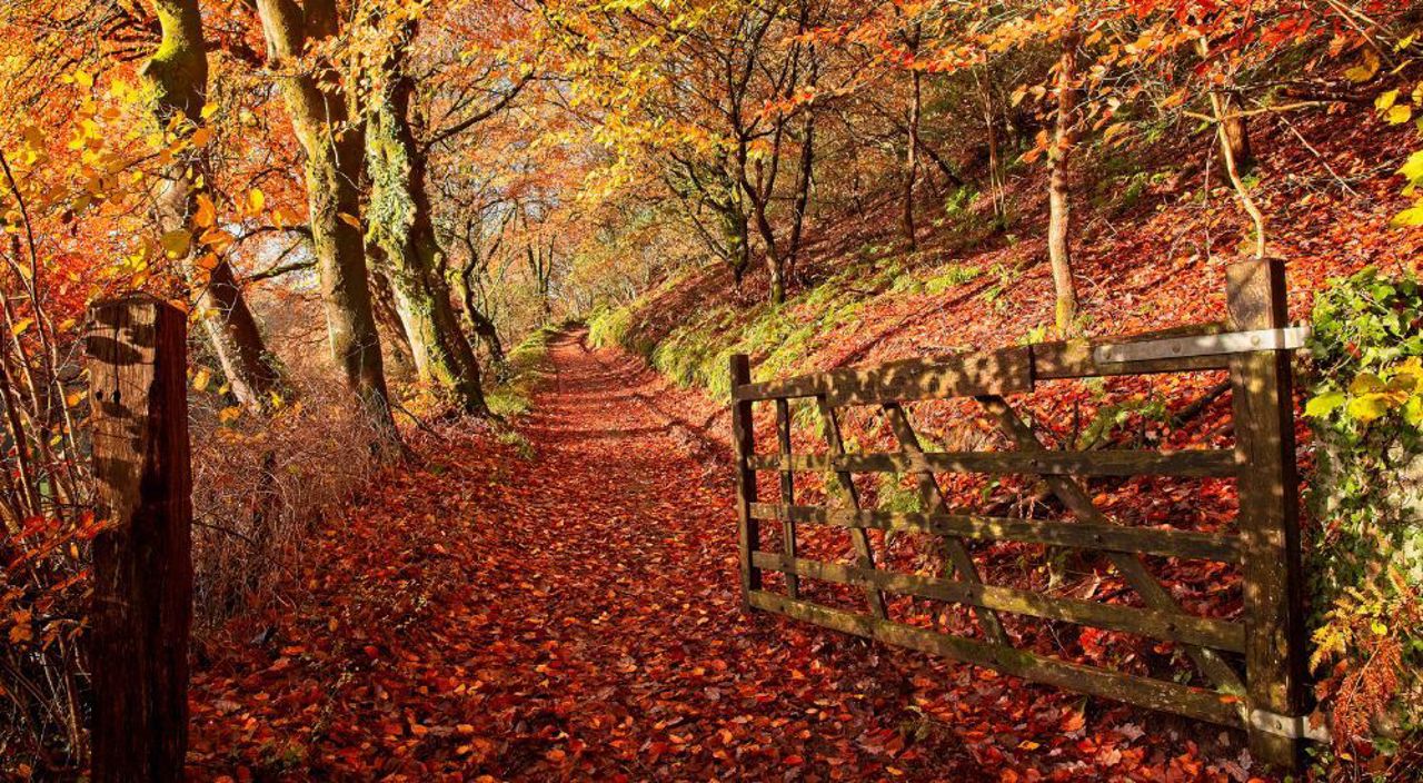 Leaf Peeping
