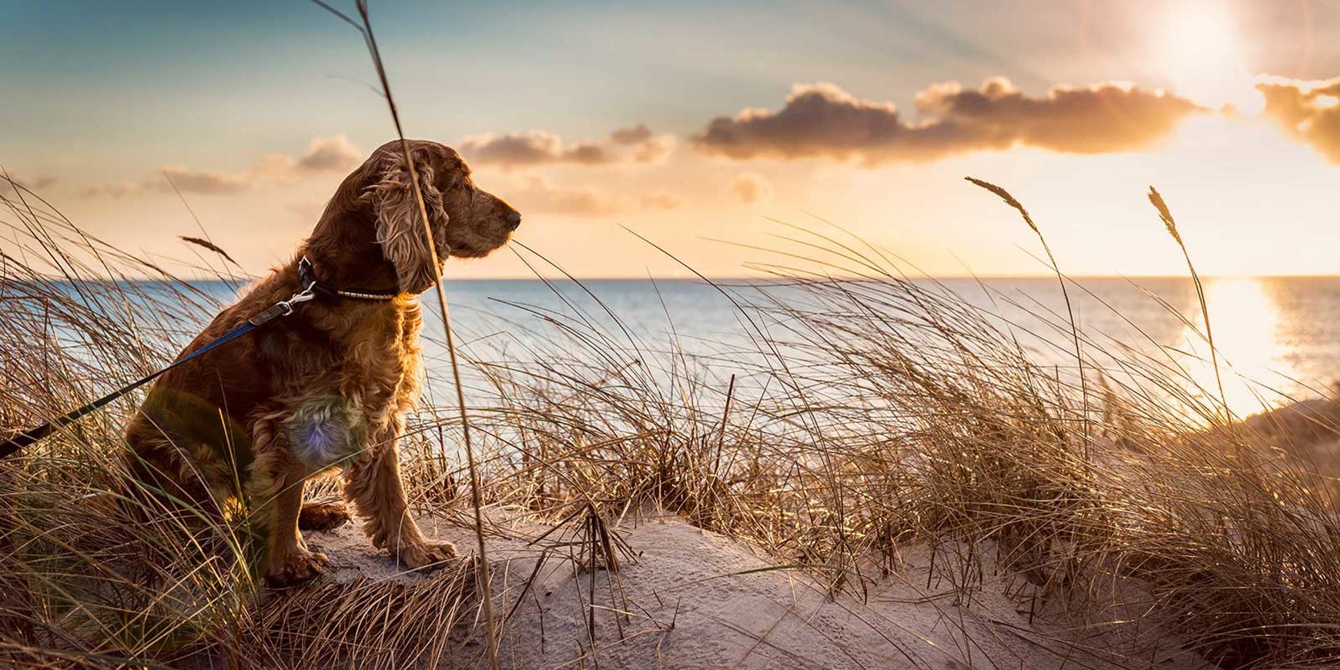 Best dog-friendly breaks in Great Britain