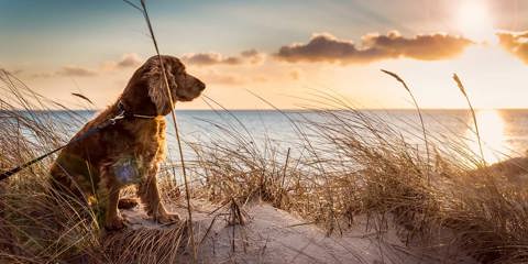 Best Dog Friendly Breaks In GB