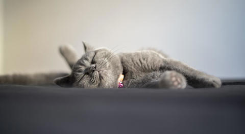 Cat Friendly Hotels
