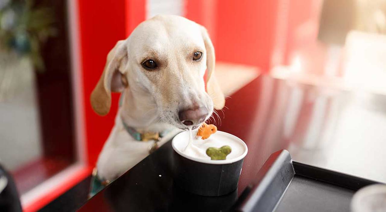 Dog Friendly Ice Cream