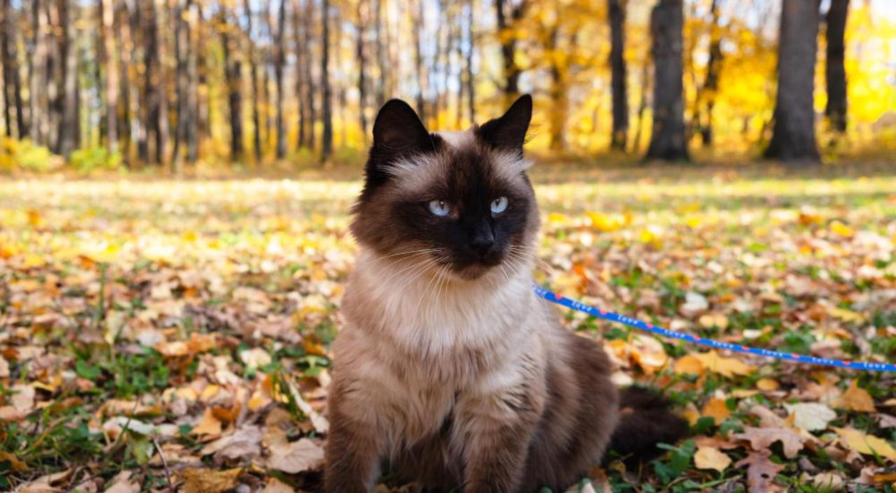 Travel Pets 4