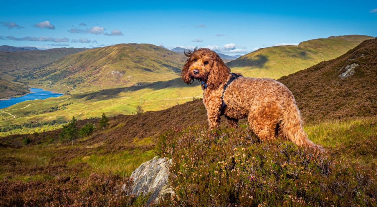Dog Scotland