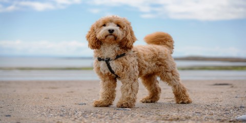 Dog Friendly Hotels
