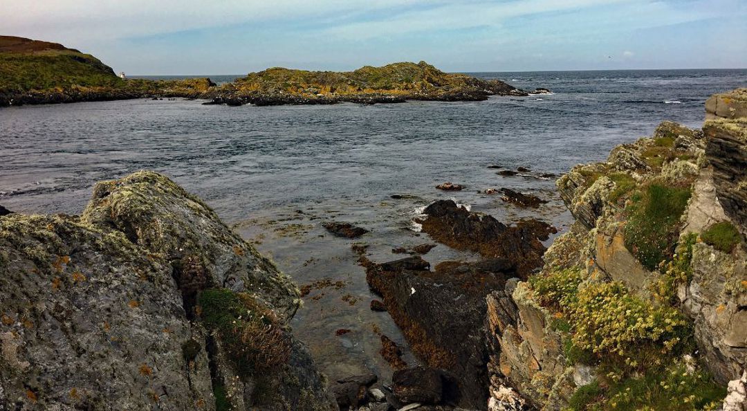 Calf Of Man