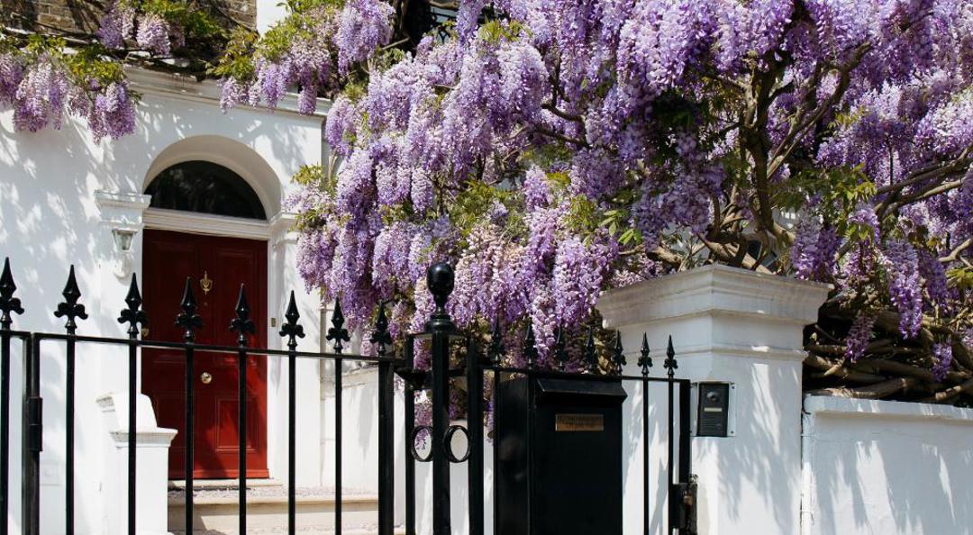 Chelsea In Bloom