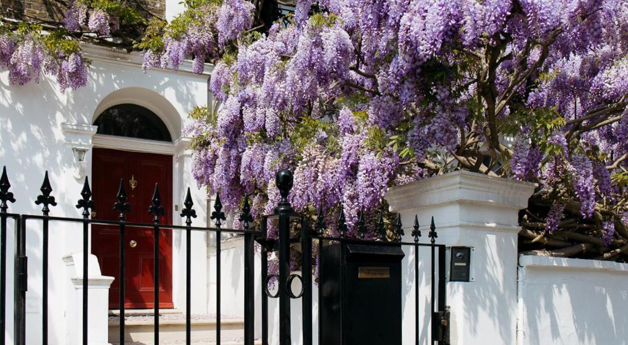 Chelsea In Bloom