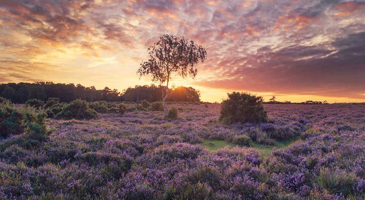 New Forest Hampshire
