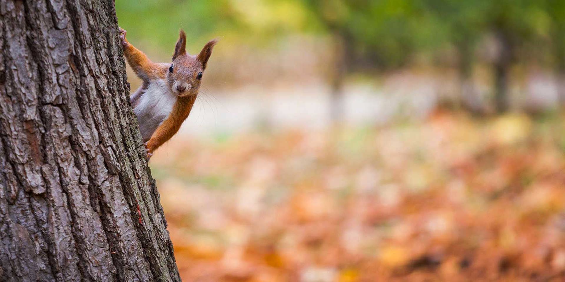 5 British beauty spots best seen in Autumn