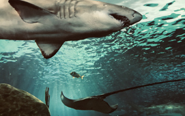Blue Planet Aquarium Thumbnail